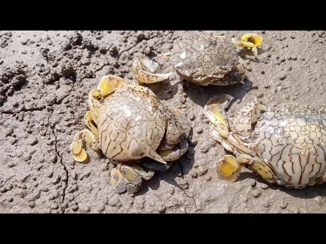 bellia crab ashore video 2024