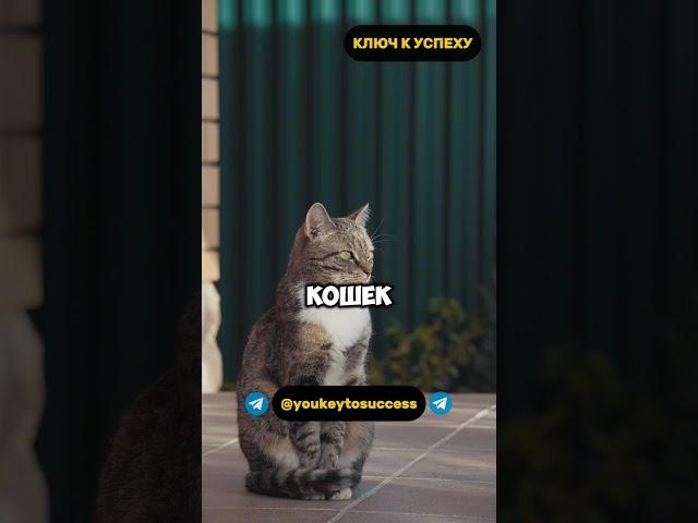 Кошки... #психология #мысли #мудрость #мышление #успех #дисциплина #кот #котики #кошка #кошки