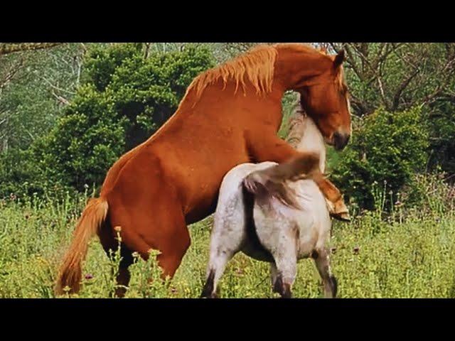 Жеребец сделал свое дело на ура ।  Beautiful Horse Meeting