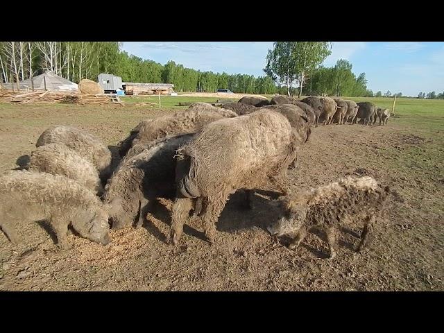 ВЕЧЕРНЕЕ КОРМЛЕНИЕ.  БИО-ФЕРМА МАНГАЛИЦА