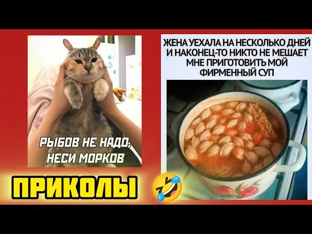 Фирменный супчик пельмешки и лапша ! смотри смешные картинки мемы котики приколы  