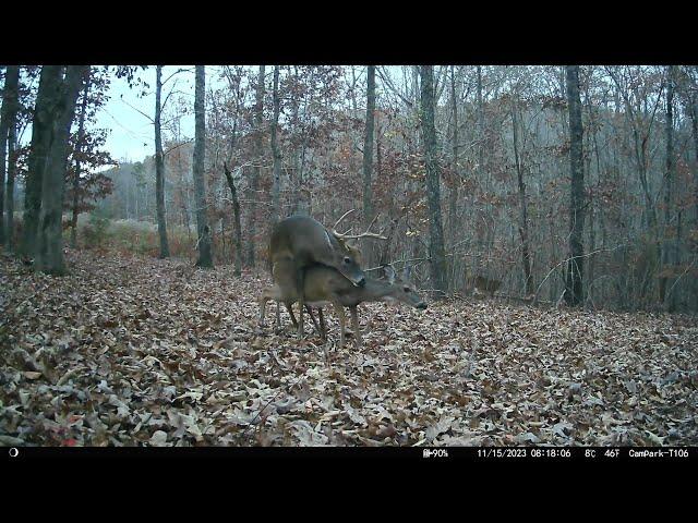 Buck mating Doe  in Soddy Daisy, Tennessee (another deer watches from the woods)