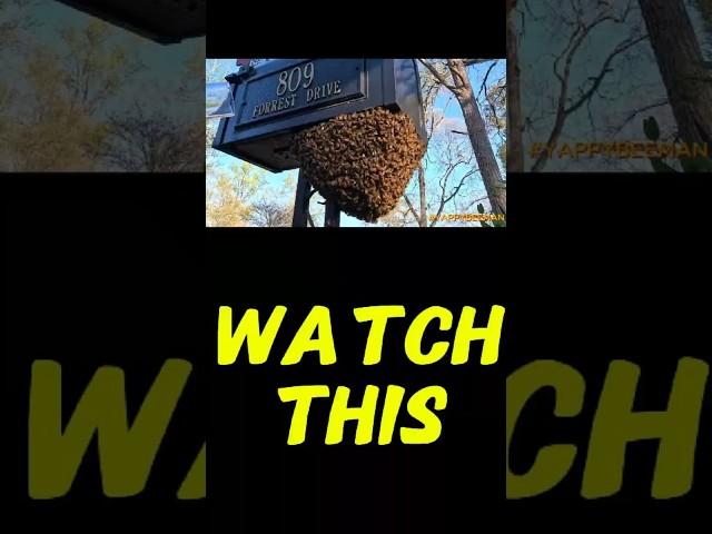 How Does This Work   #yappy #beekeeping  #killerbees