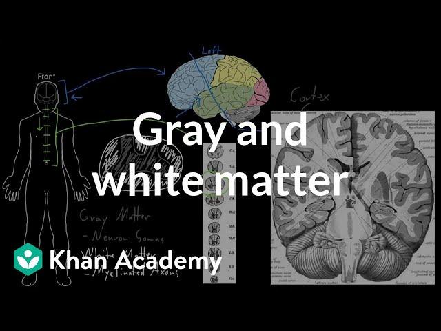 Gray and white matter | Organ Systems | MCAT | Khan Academy