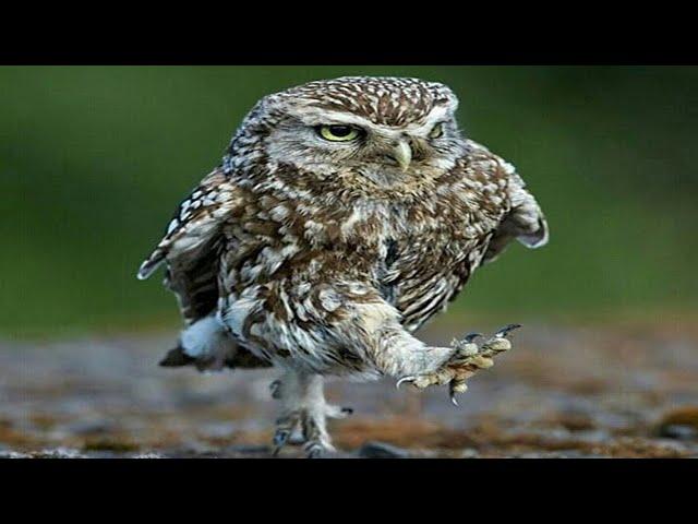 Owl - A Funny Owls And Cute Owls    