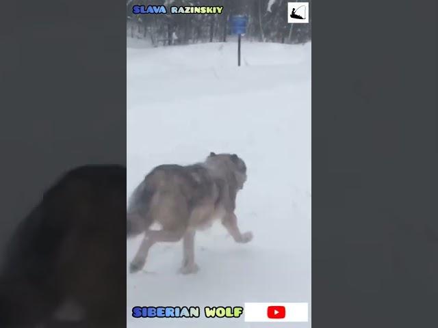 Волк Нижневартовский район, Siberian wolf