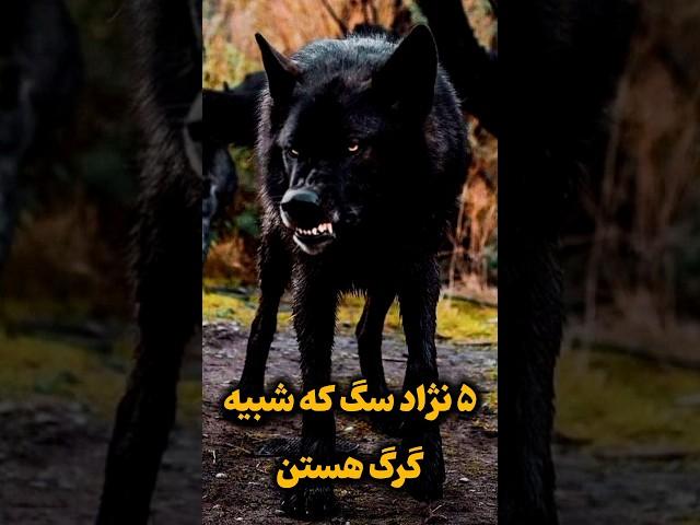 سگ های بزرگ شبیه گرگ وحشی #shorts#wolf #دانستنی #سگ #شورت