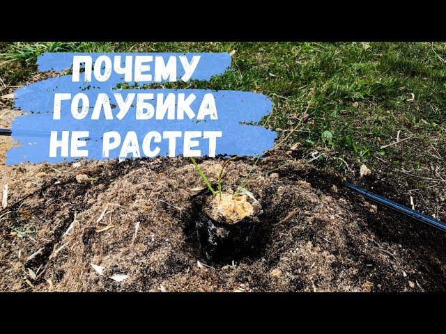 Голубика не растет