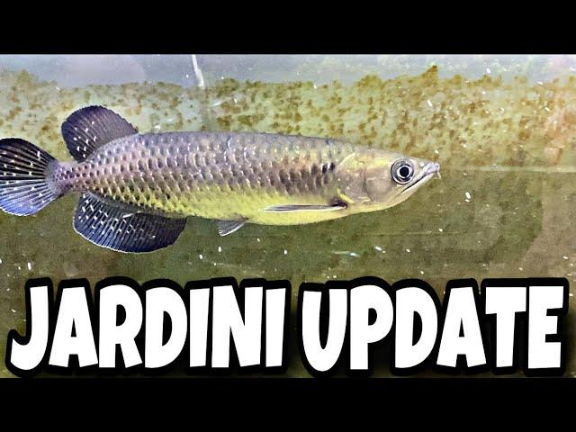 JARDINI UPDATE