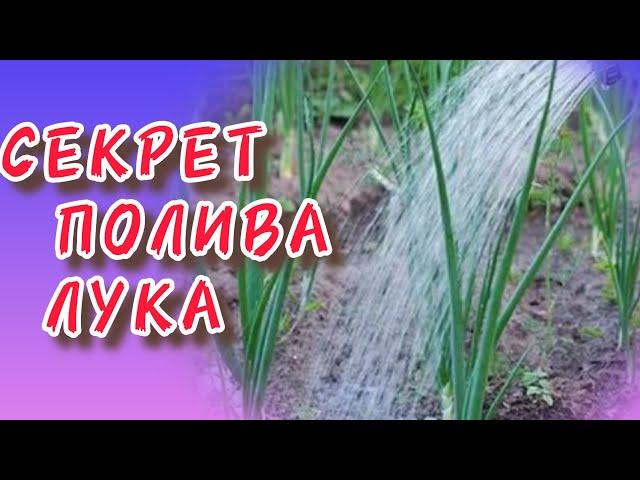 Секреты Полива лука. Правильный. Secrets of Watering onions. Correct.