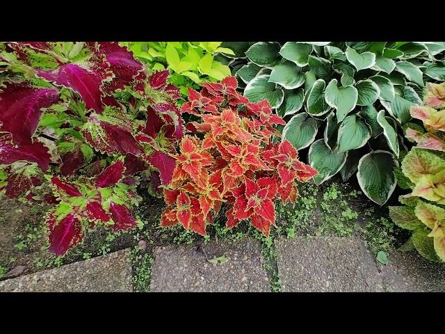 Сад колеусов (Coleus garden). Полуторачасовая дневная прогулка с комментариями! 31 августа 2023 г.