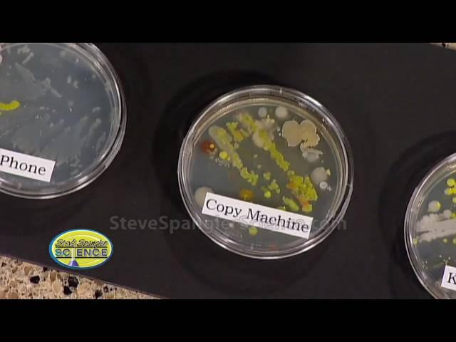 Growing Bacteria - Petri Dish