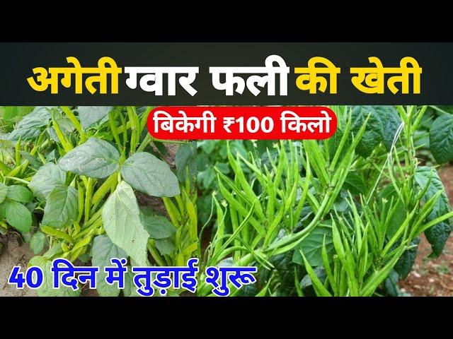 अगेती ग्वार फली की वैज्ञानिक खेती | Gwar ki kheti kaise Karen | Gawar bens farming A to Z in Hindi