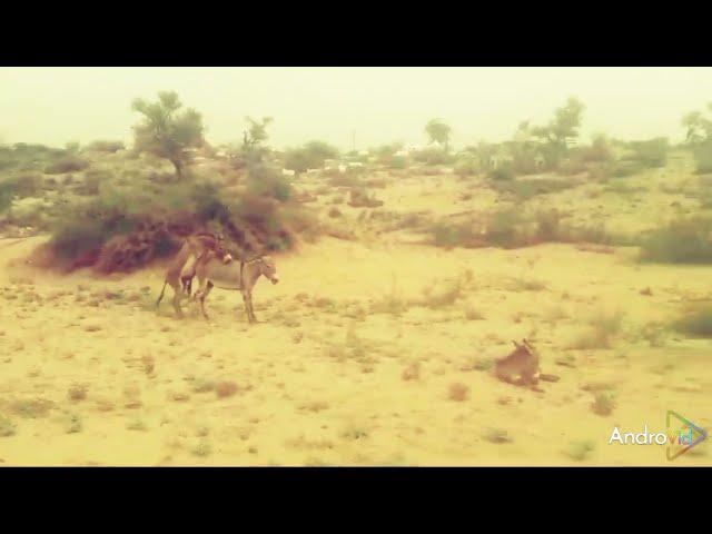 Donkey mating with male partner#animals #desert #thar #villagelife #wildlife #love #music #funny