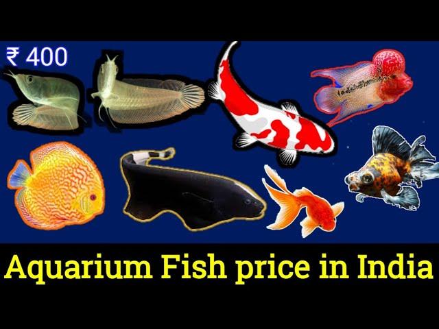 Aquarium fish price in india || New Fish Ka maal Ayaa hai - NEW MILAN AQUARIUM