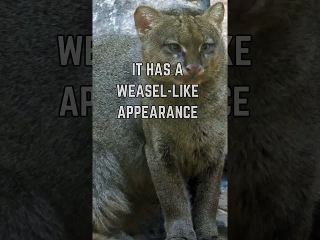  The Elusive Jaguarundi: Secrets of the Stealthy Wild Cat!