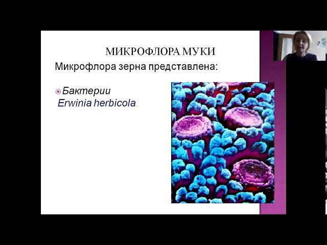 Микробиологический контроль муки на зараженность возбудителем картофельной болезни хлеба методом про