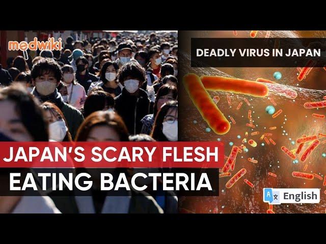 Flesh Eating bacteria that can kill in 2 days| A rare and deadly bacteria that is on rise in Japan!