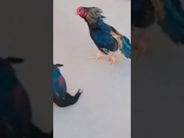 murga fight in village #murga #cockfight #chicken #chickendance #short #viralshorts