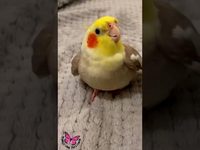 Cookie Song Cockatiel || Cockatiel Singing  #cockatiel #shorts #cockatielsinging #ginger