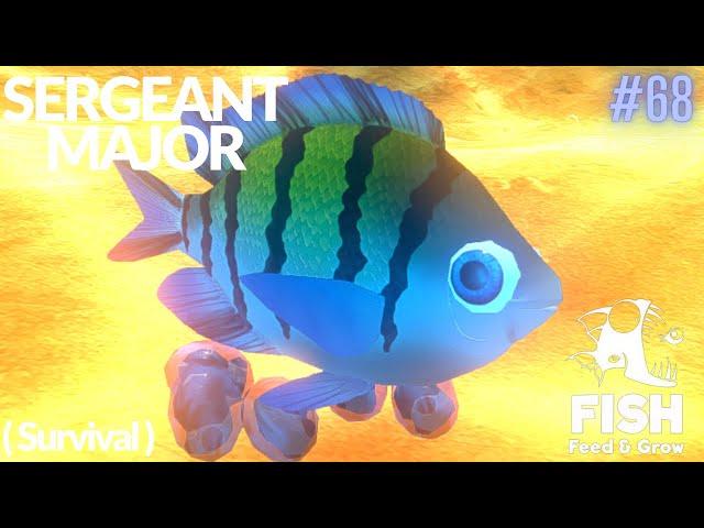 Feed And Grow Fish : Sergeant Major (Survival)