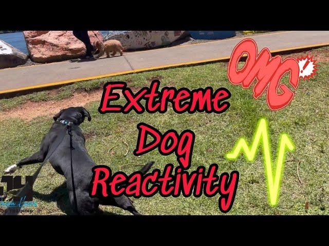 Extreme dog reactivity #dogtraining #dog #dogobedience