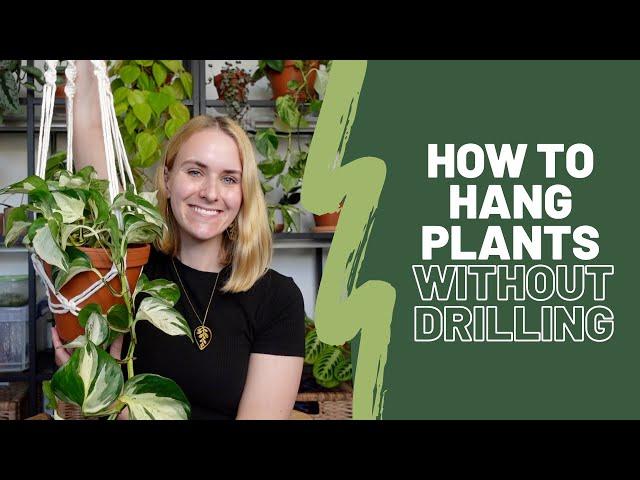 How to hang plants without drilling 🪝| Renter friendly tips