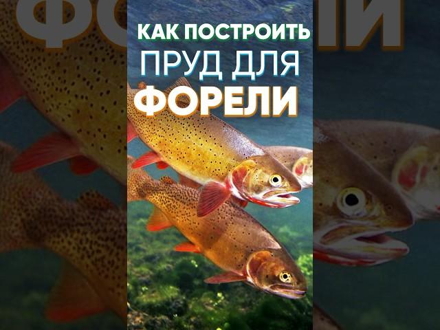 Можно ли построить пруд и выращивать в нем форель и другую рыбу? Сейчас расскажу. #рыба #рыбалка