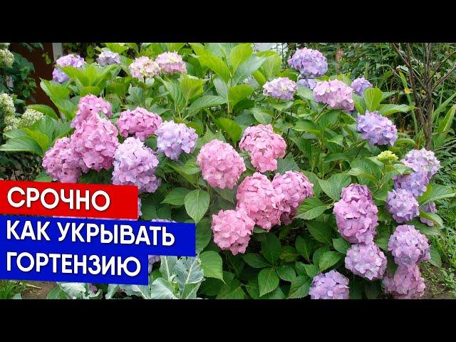 СРОЧНО Как укрывать гортензию