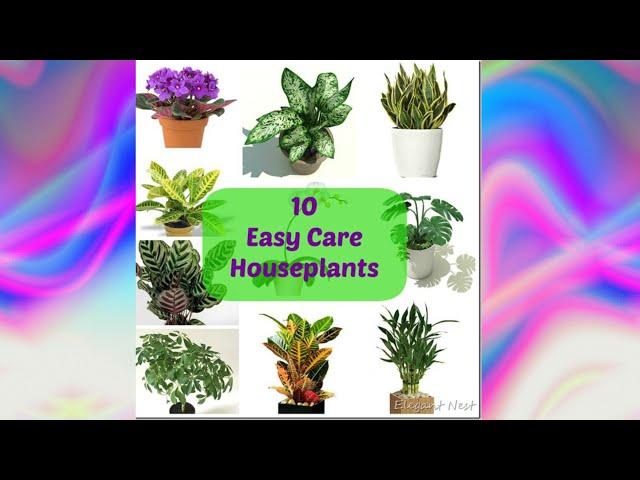 10 easy care indoor plants with low watering needs || low watering indoor plants