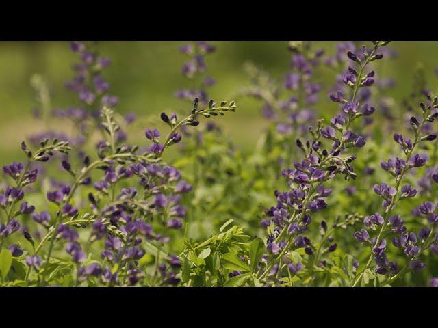 Cherokee Medicine Keepers, Protecting Plant Knowledge