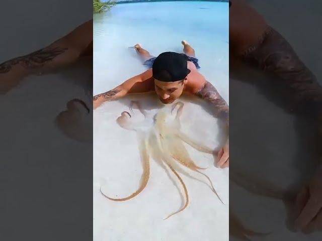 Rare Octopus On Tropical Beach #shorts