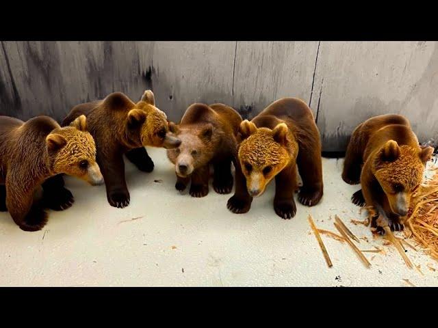 Man Finds Abandoned Bear Cubs. 3 Days Later, He Discovers Something Very Shocking!