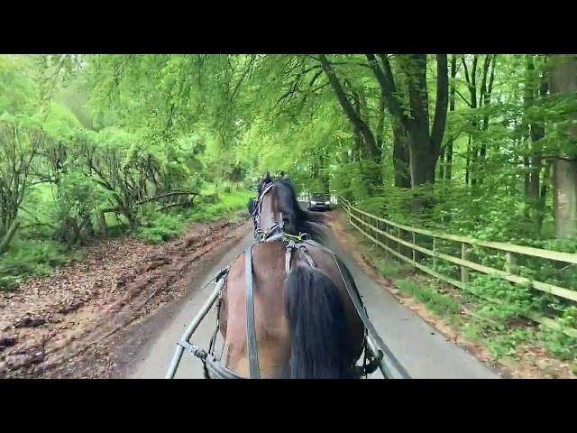 Horses Have a Preferred Pace - with Flash the Cob Cross