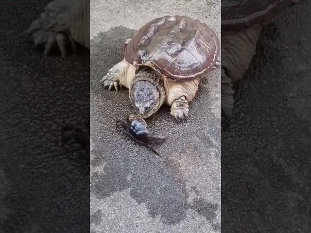 How Fast Is a Snapping Turtle’s Bite?