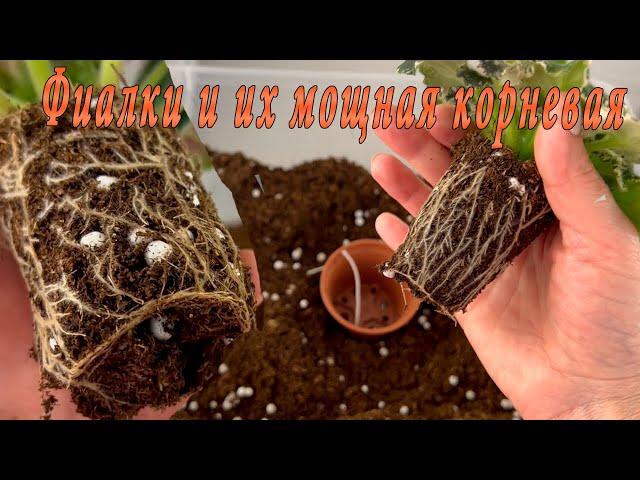 Фиалки. Мощная корневая