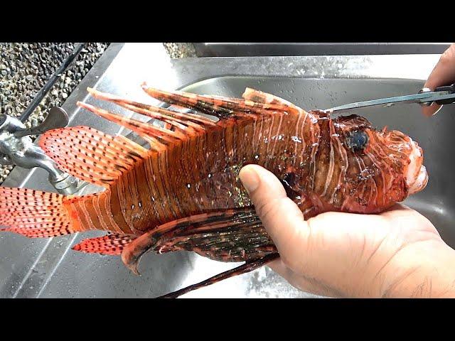 How Eating Venomous Red Lionfish Sashimi - Taiwanese Street Food獅子魚