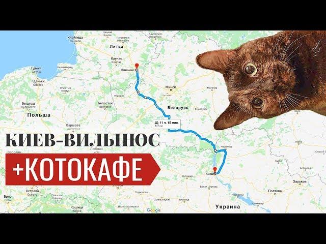В Литву на машине через Беларусь. Cat Cafe в Вильнюсе
