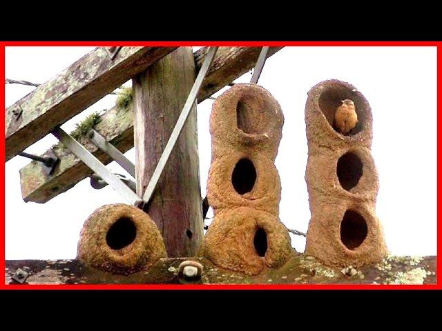 Natural Architecture: The Bird's Nest - HD Documentary