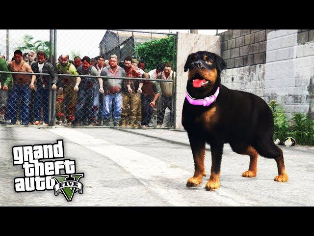 ИГРАЮ ЗА СОБАКУ В ЗОМБИ АПОКАЛИПСИС ! ИЩЕМ ХОЗЯИНА ! - GTA 5 (МОДЫ ГТА 5)