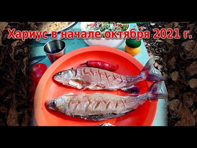 Хариус, ленок, начало октября 2021 г. в Приморском крае.