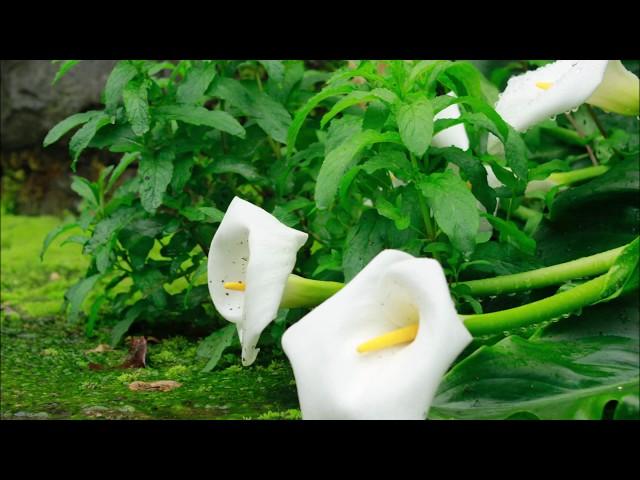 Zantedeschia aethiopica