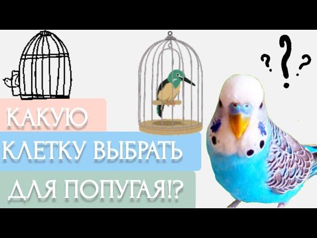 Как выбрать клетку для попугая|Тоша попугай Channel