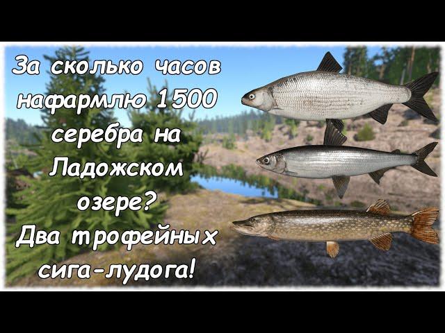 Русская рыбалка 4 Ладожское озеро. За сколько часов нафармлю 1500 серебра? Два трофейных сига-лудога