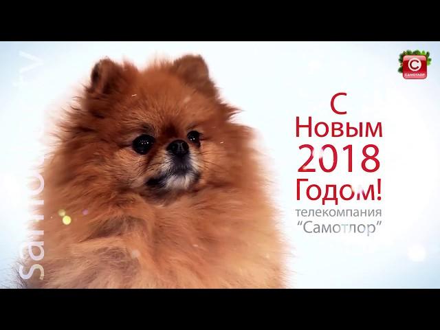 Год собаки 2018