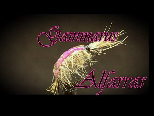 gammarus Alfarras