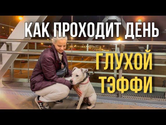 КАК ПРОХОДИТ ДЕНЬ ГЛУХОЙ СОБАКОЙ ТЭФФИ | ВЫРВАЛО ТЭФФИ РЕАКЦИЯ ЛЮДЕЙ |СЪЕЗДИЛИ НА КЛАДБИЩЕ К БАБУШКЕ