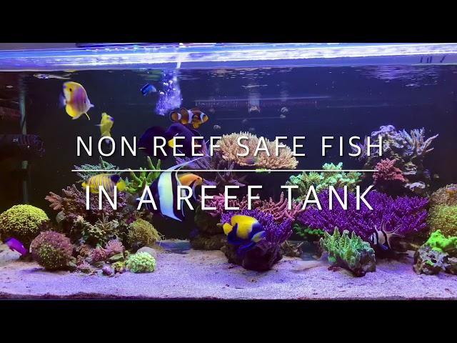 How to: keeping non reef safe fish in a reef tank