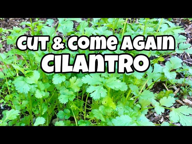 How to Harvest Cilantro- Cut and Come Again Cilantro