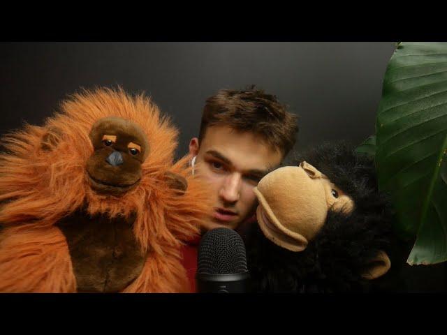 ASMR With Monkeys (brushing)